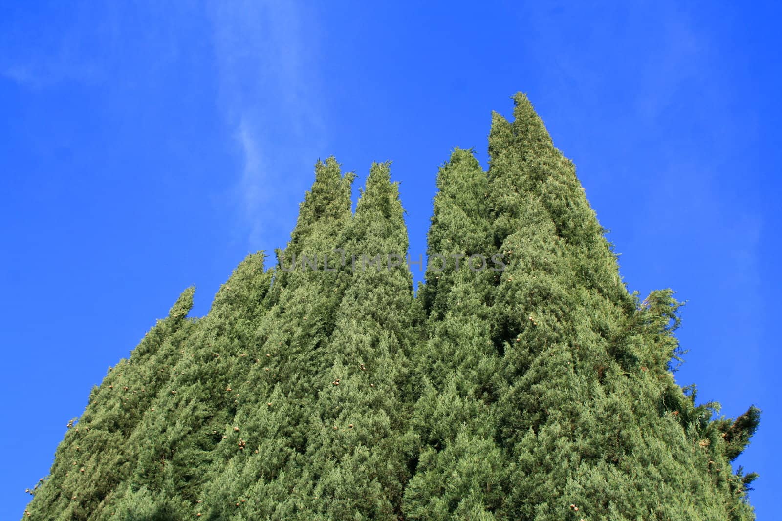 Italian cypress trees in a park over blue sky.
