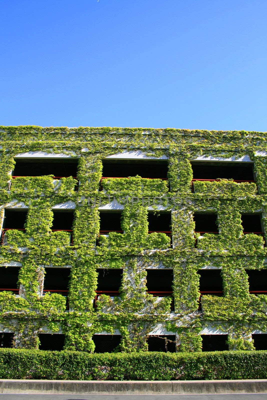 Ivy Covered Building by MichaelFelix