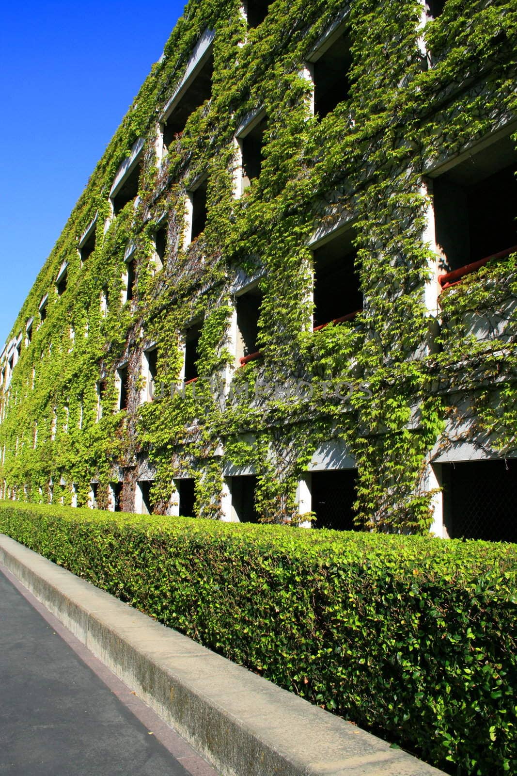 Ivy Covered Building by MichaelFelix