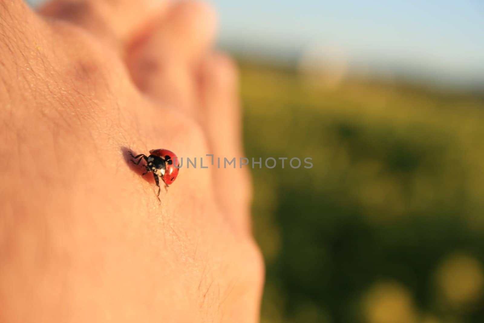 Close up of a lady bug sitting on a hand.
