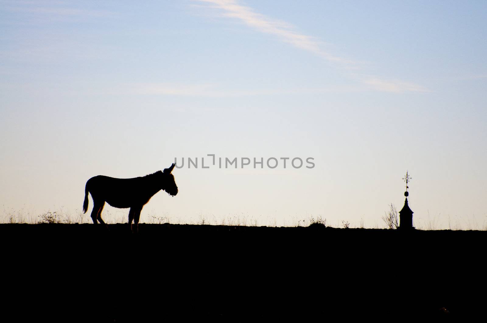 Image of donkeys with sheeps in nice landscape.