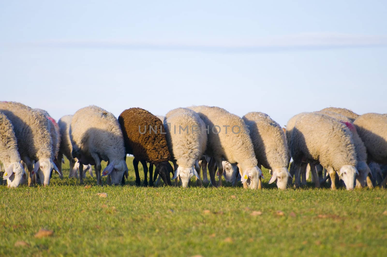 Image of a sheeps in green landscape