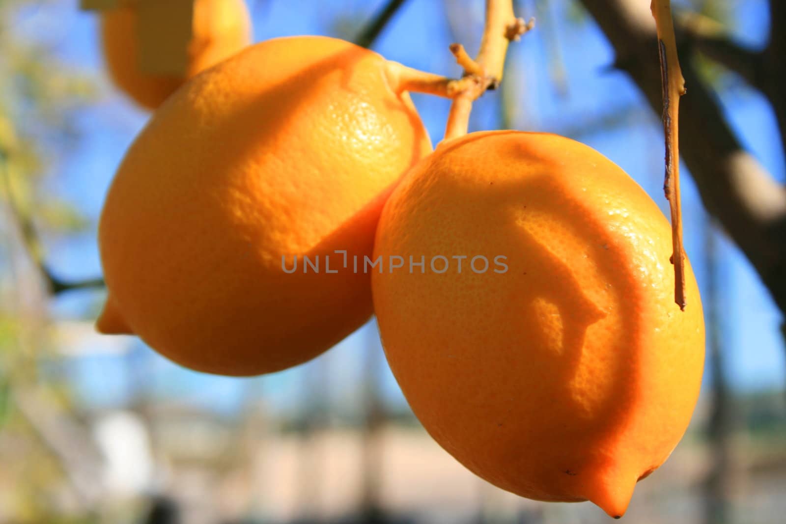 Lemon tree branch with fresh ripe lemons.
