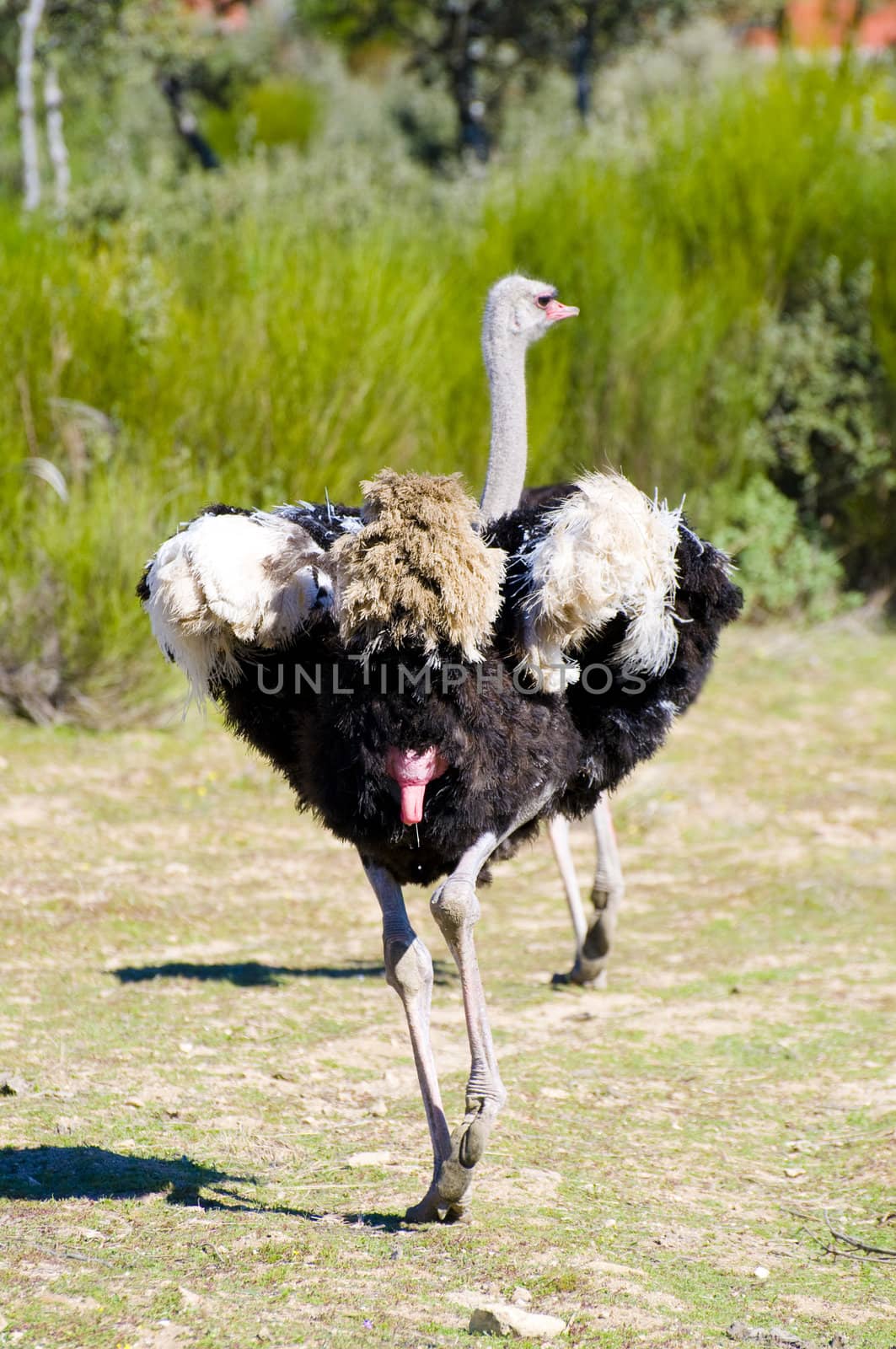 Image of an ostrich in african country