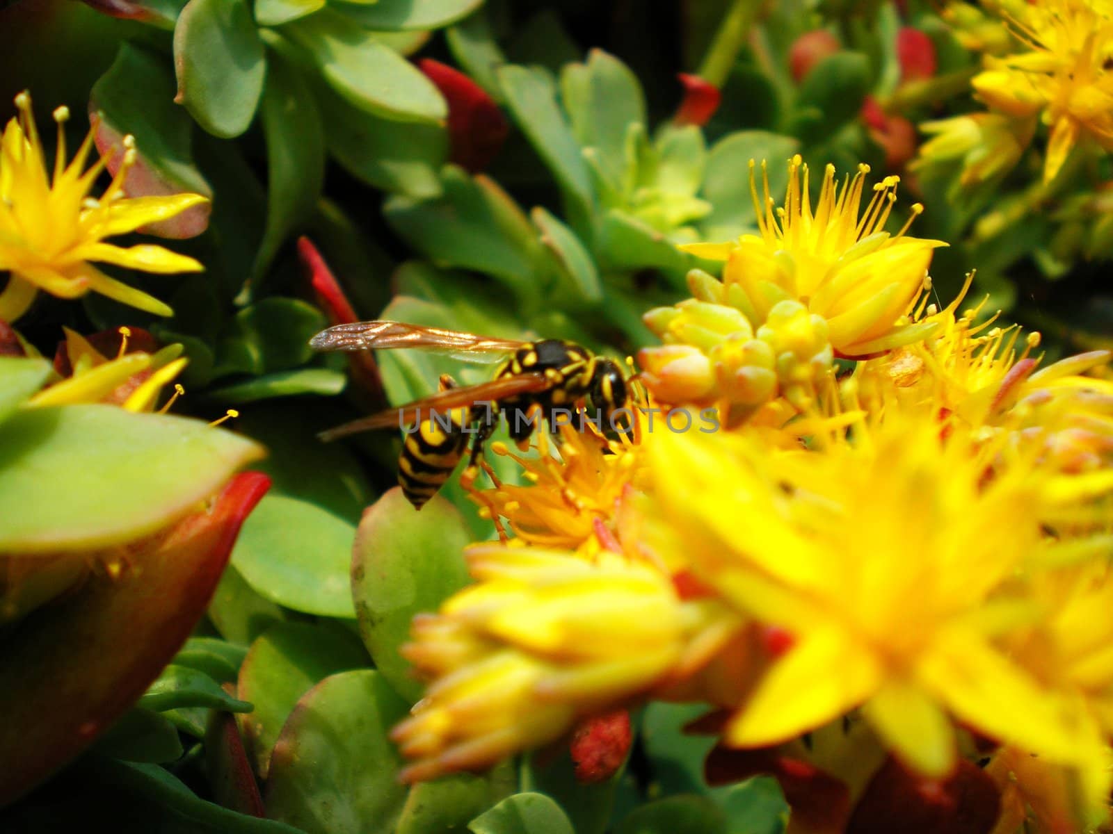 hornet on a yellow flower