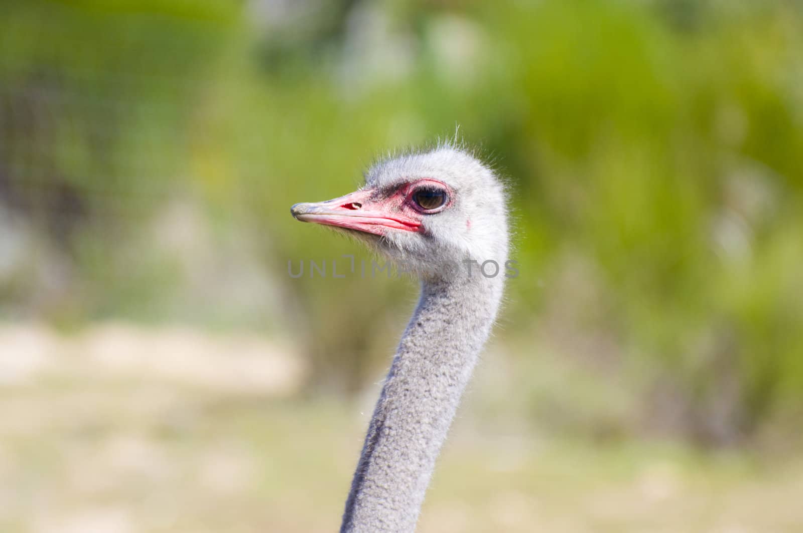 Image of an ostrich in african country