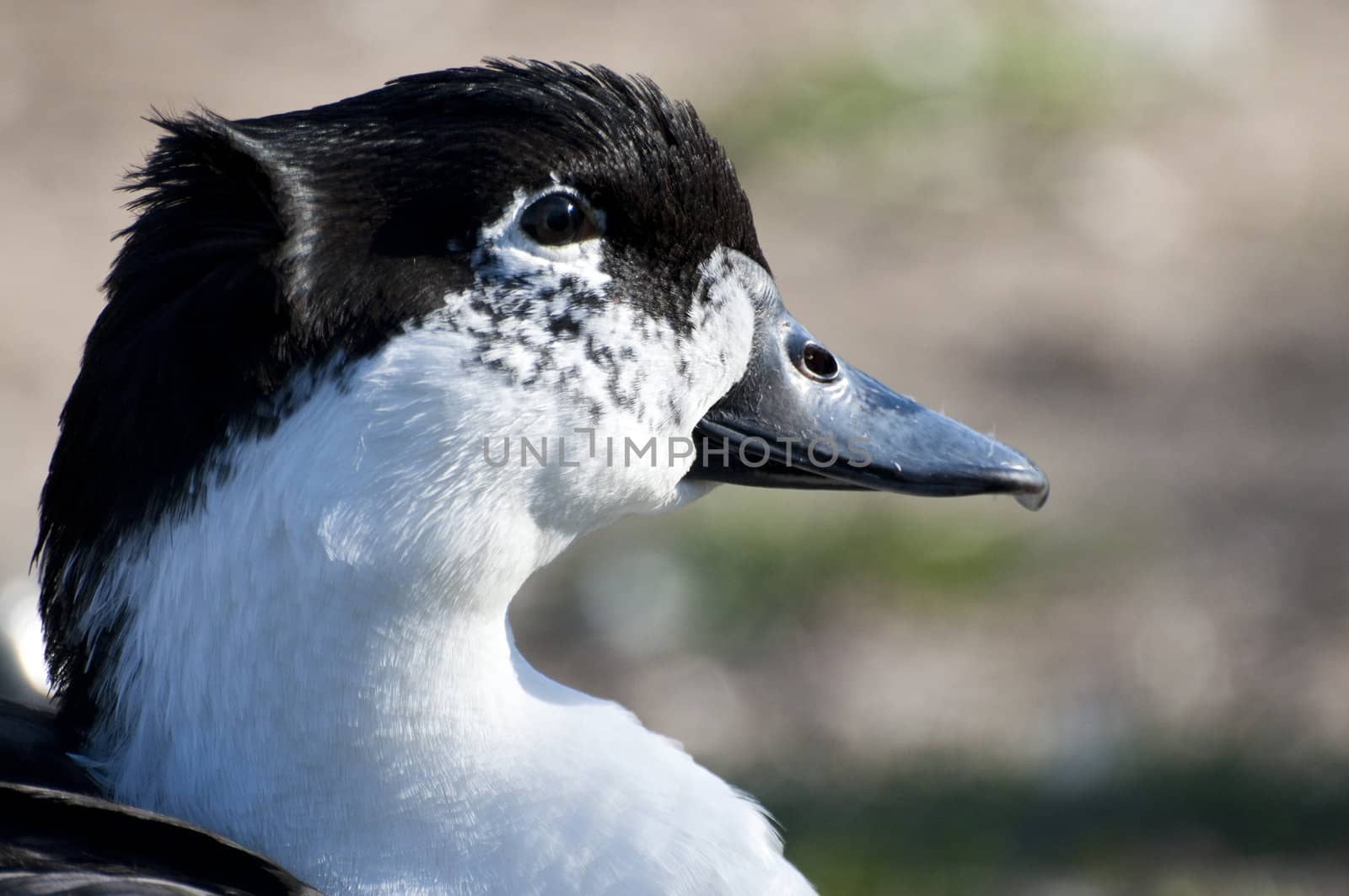 Image of a duck in river. Wild life from spain