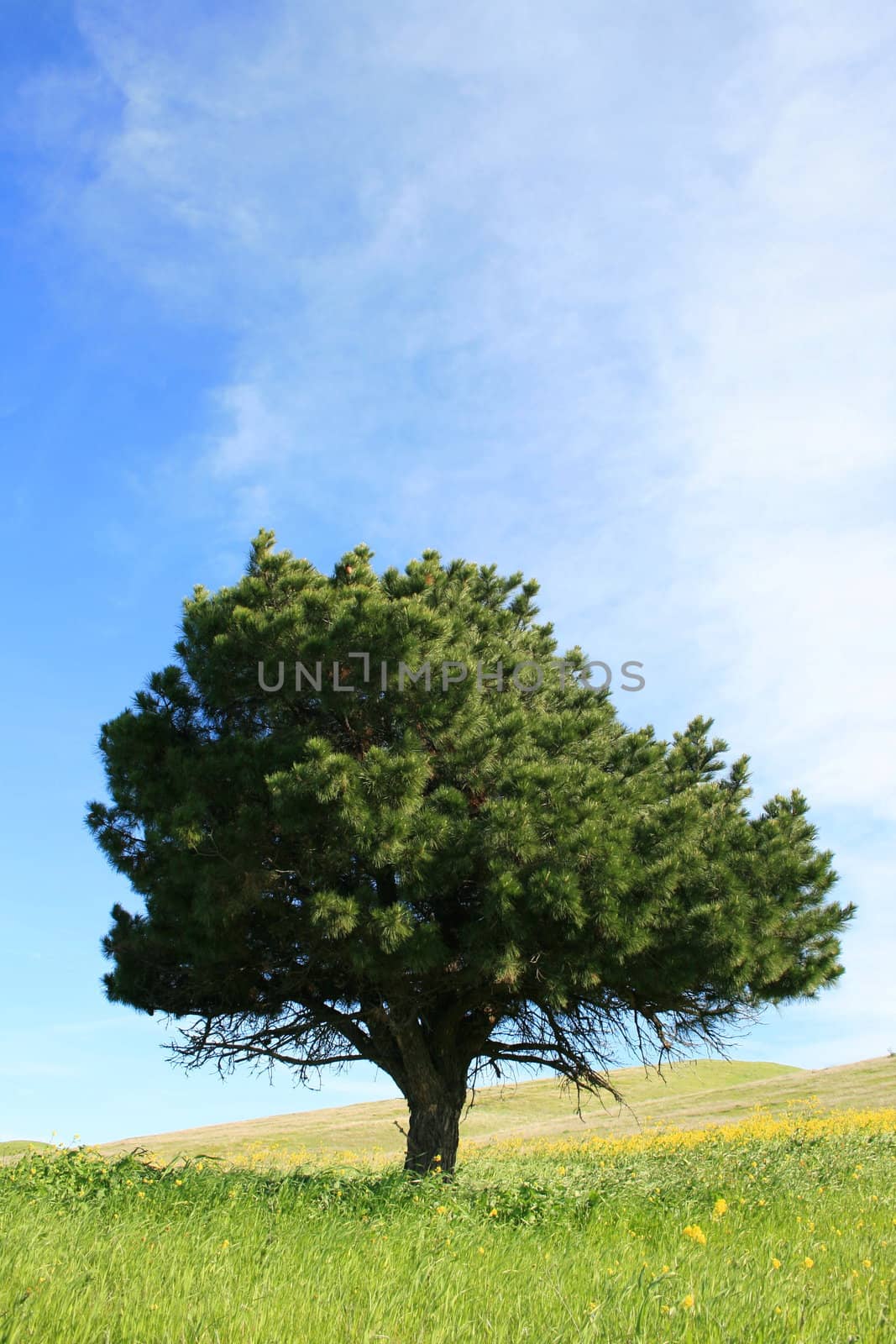 Single tree in a forest over blue sky.
