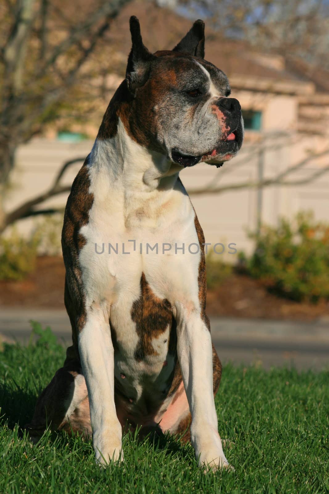 Male boxer dog sitting outdoors in a park.
