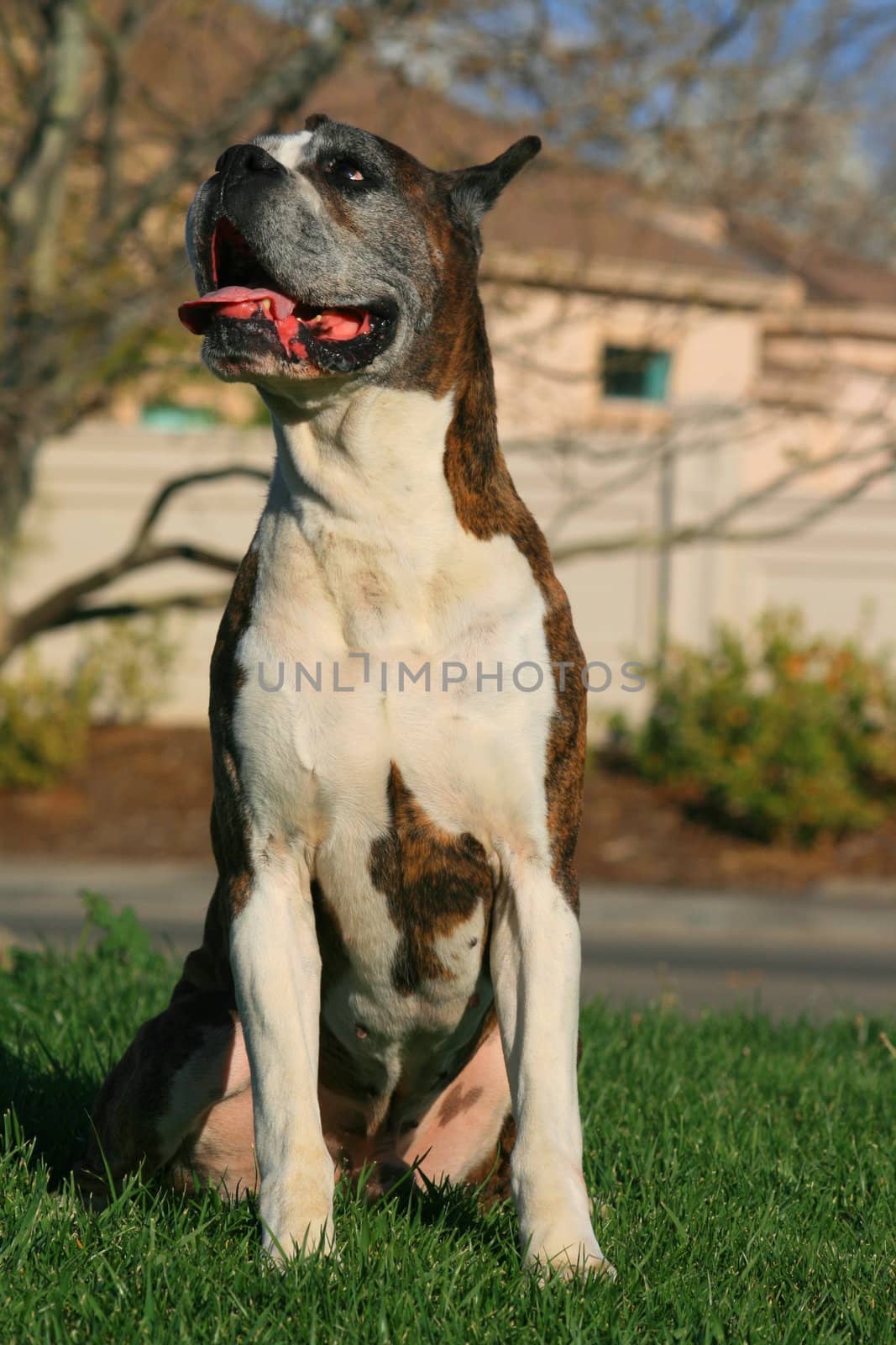 Male boxer dog sitting outdoors in a park.
