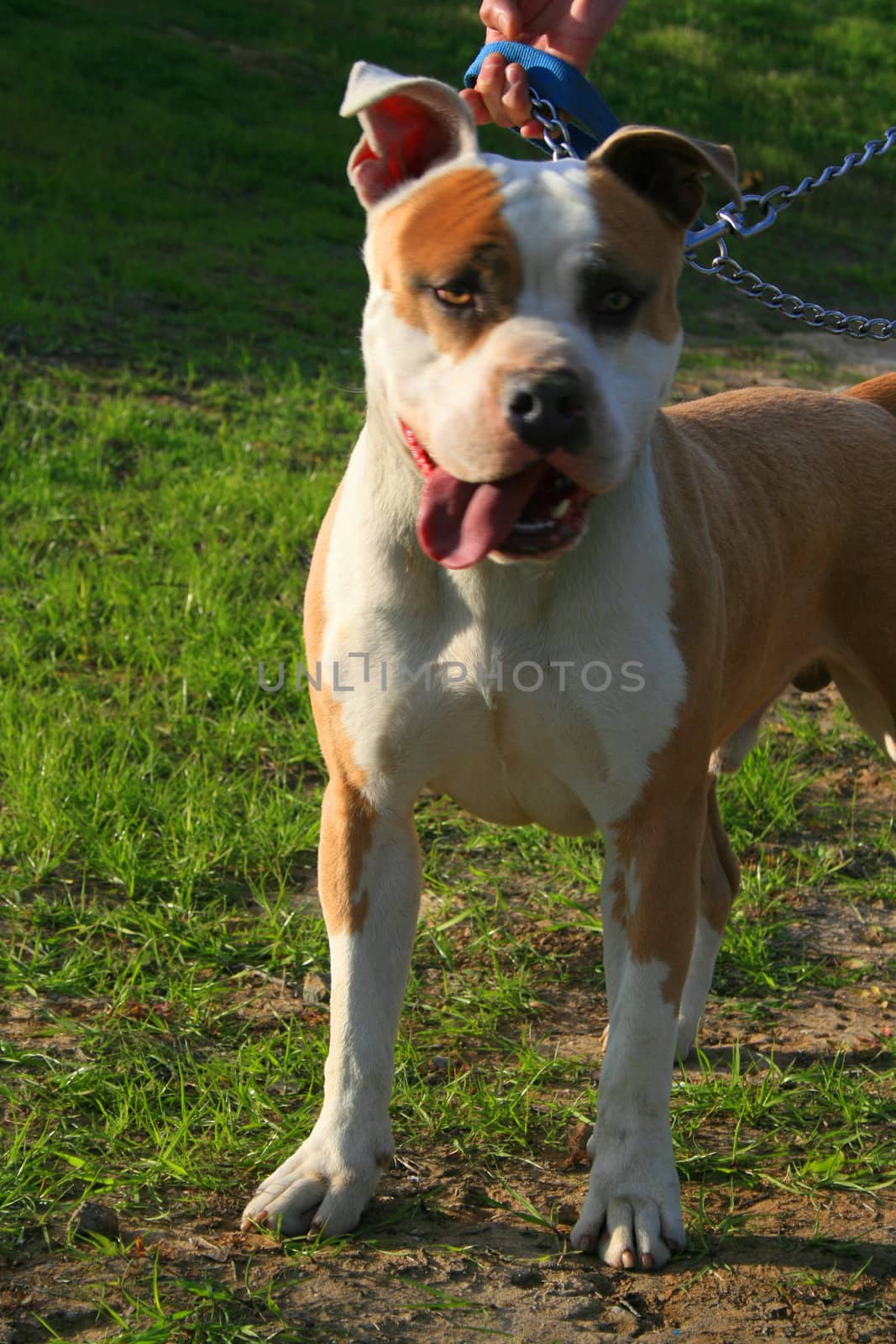 Pitbull Dog by MichaelFelix