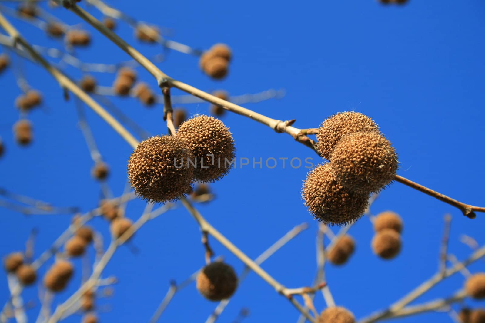 Tree seed pods on leaves over blue sky.
