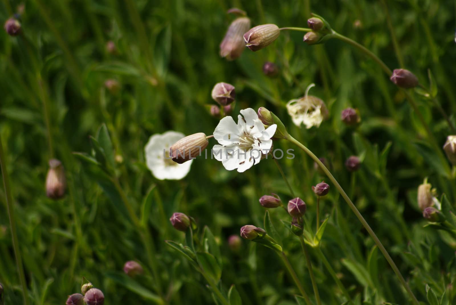 Flowers on meadow by merc67