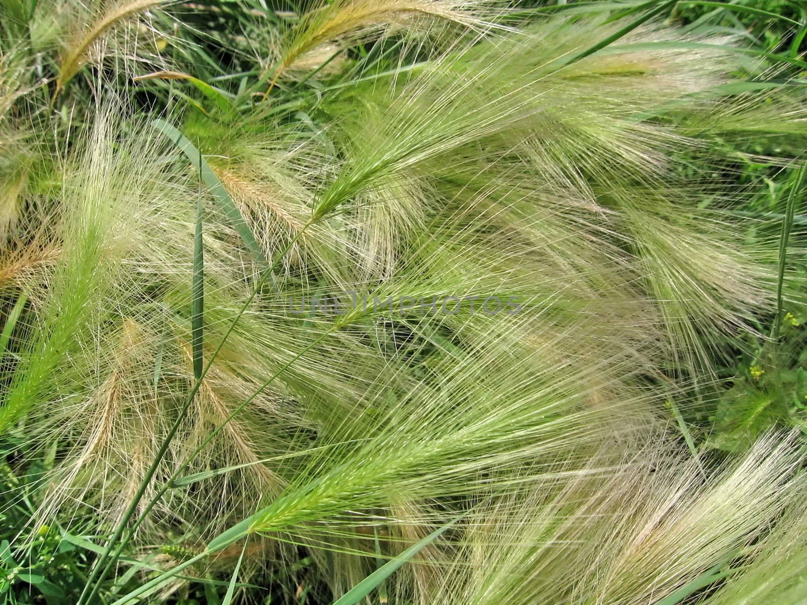 Background of the green feather-grasses, summer shot