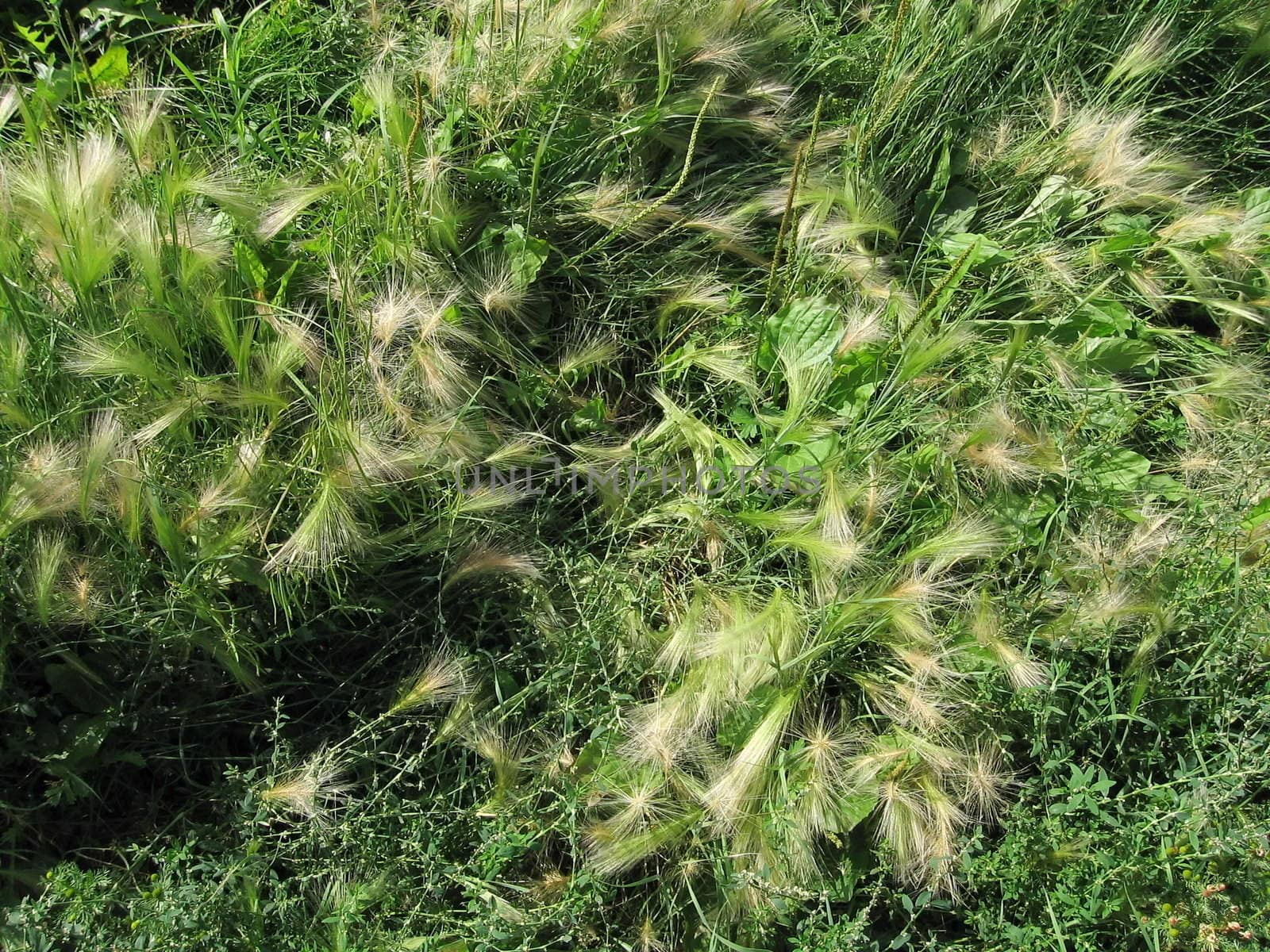 Background of ears on the green grass