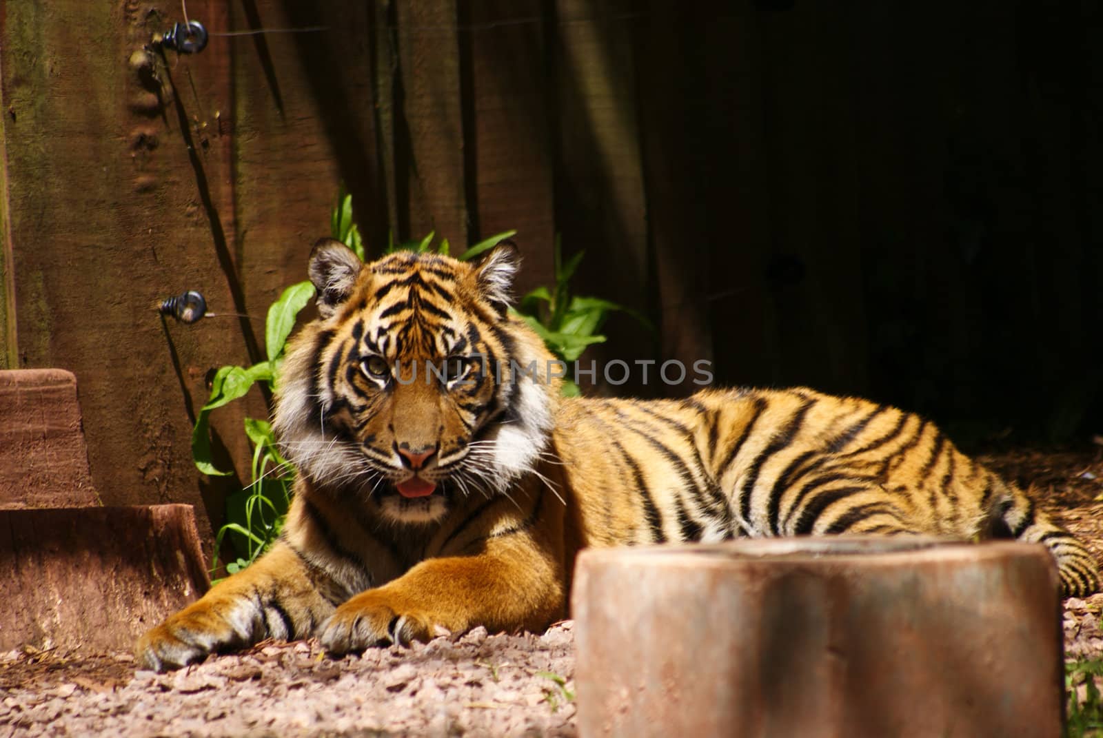 tiger in ZOO  by merc67