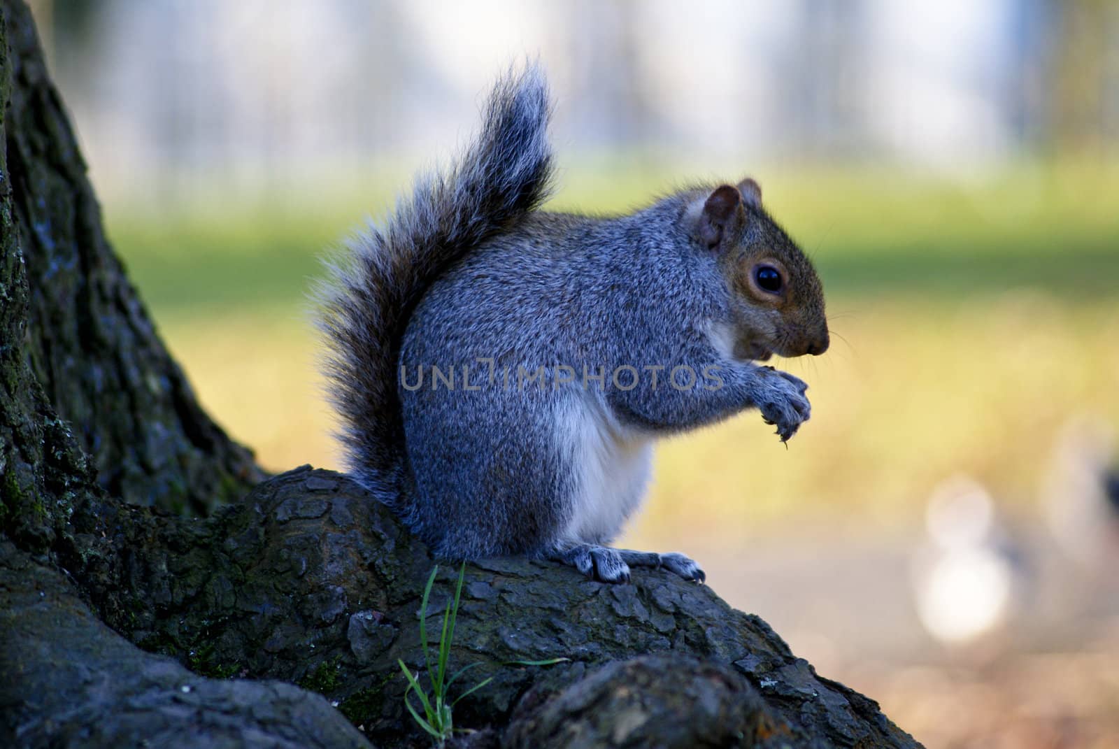 Little curious grey squirrel on green meadow eating a nut  by merc67