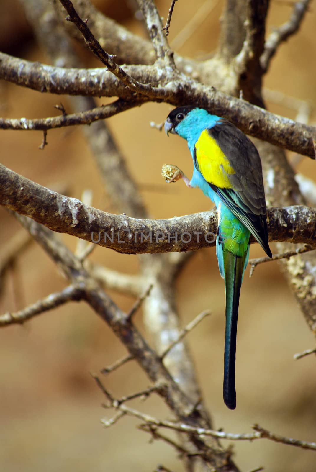 Small parrot eating perched on a wooden bar by merc67