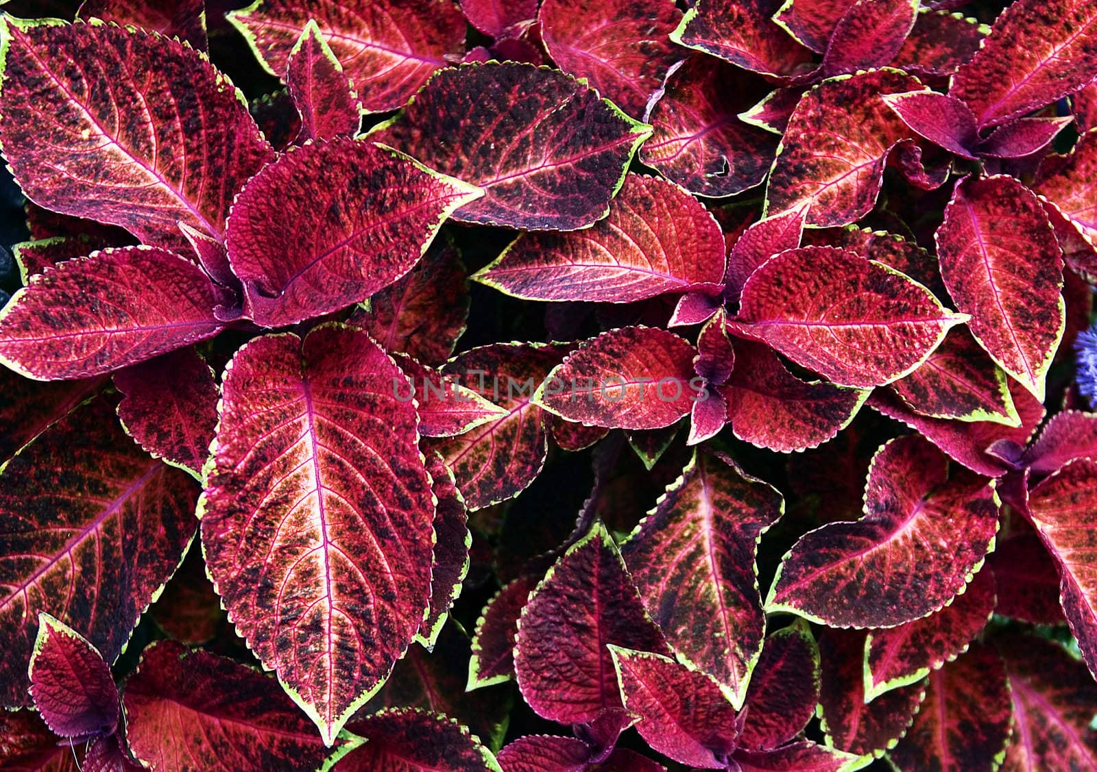 Red leafs background