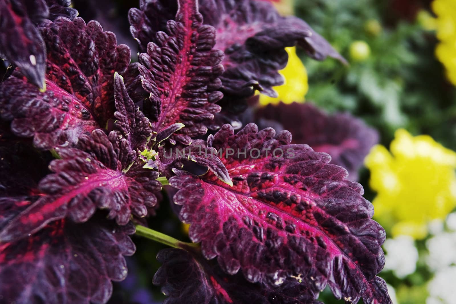 Red leafs with yellow flowers