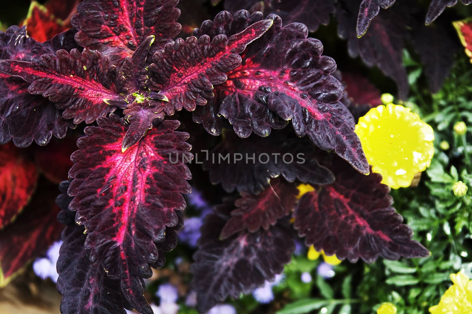 Red leafs with yellow flowers