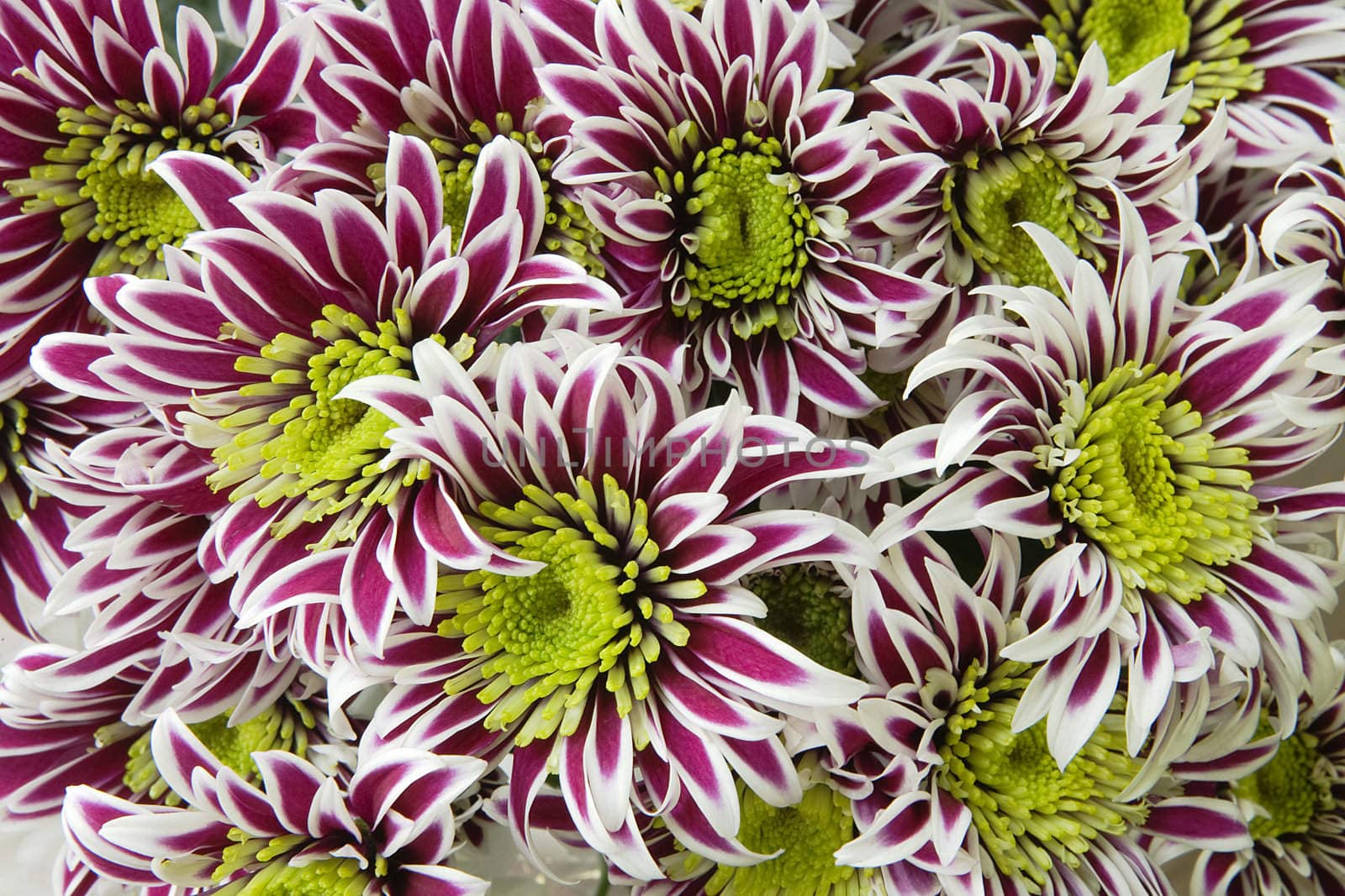 Group of chrysantemums