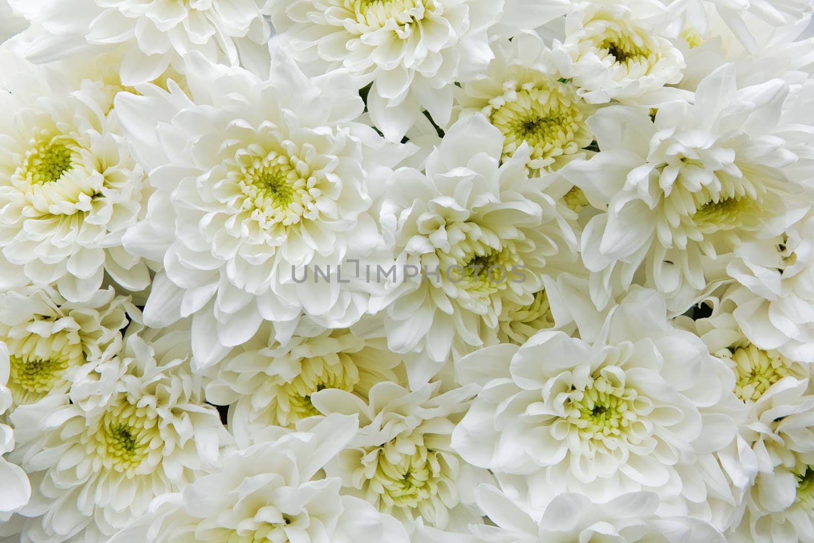 Group of chrysantemums