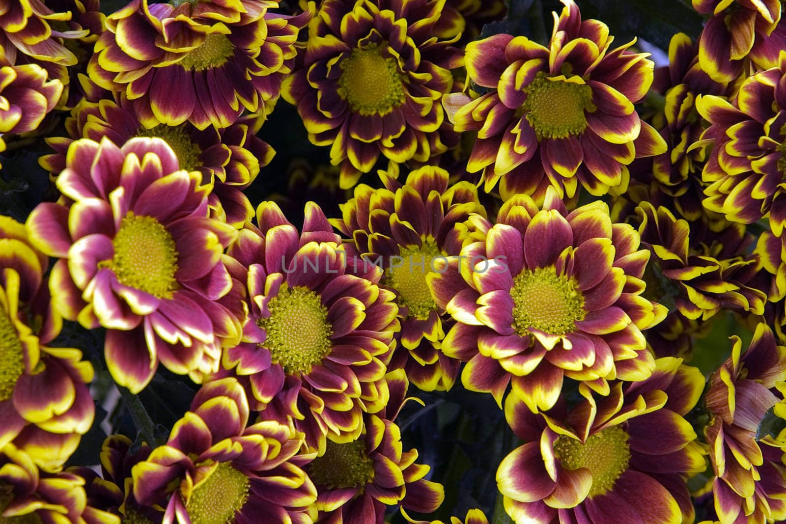 Group of chrysantemums