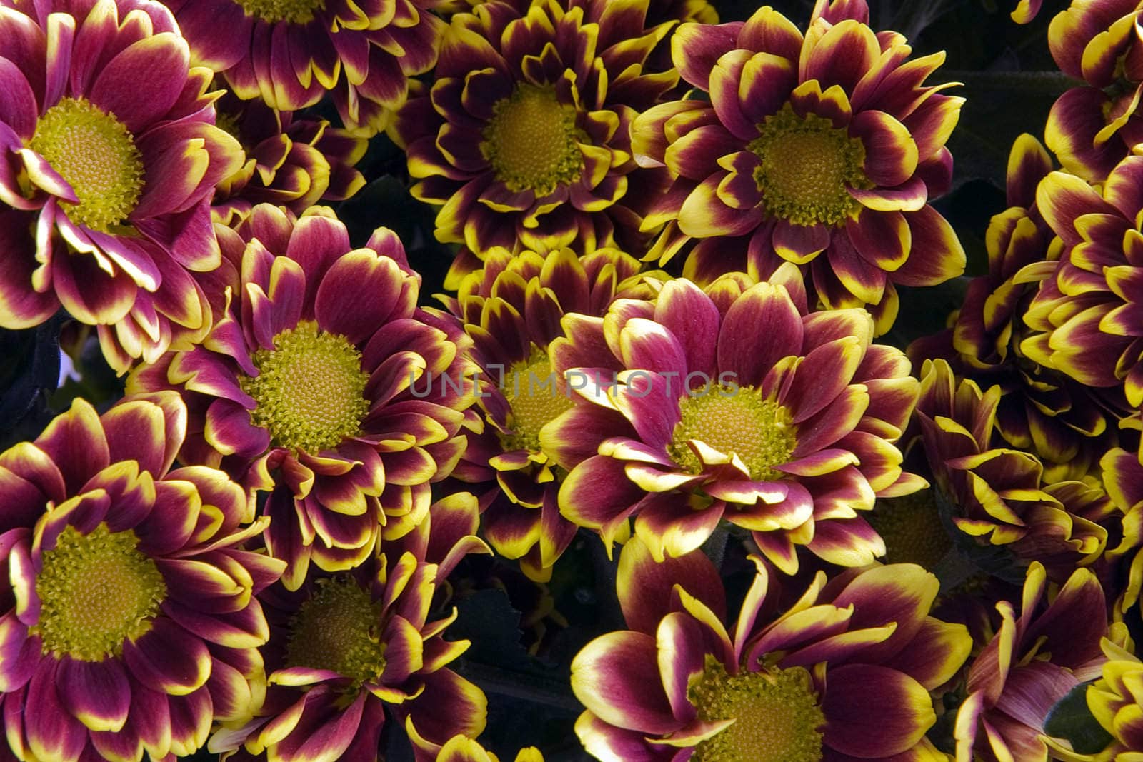 Group of chrysantemums