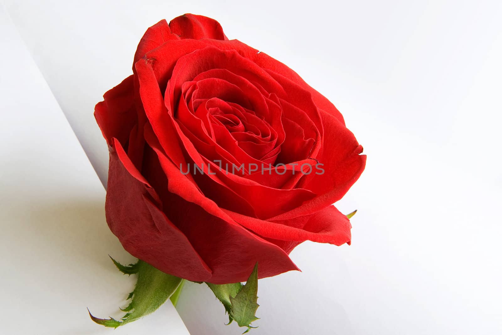 Red rose on white paper