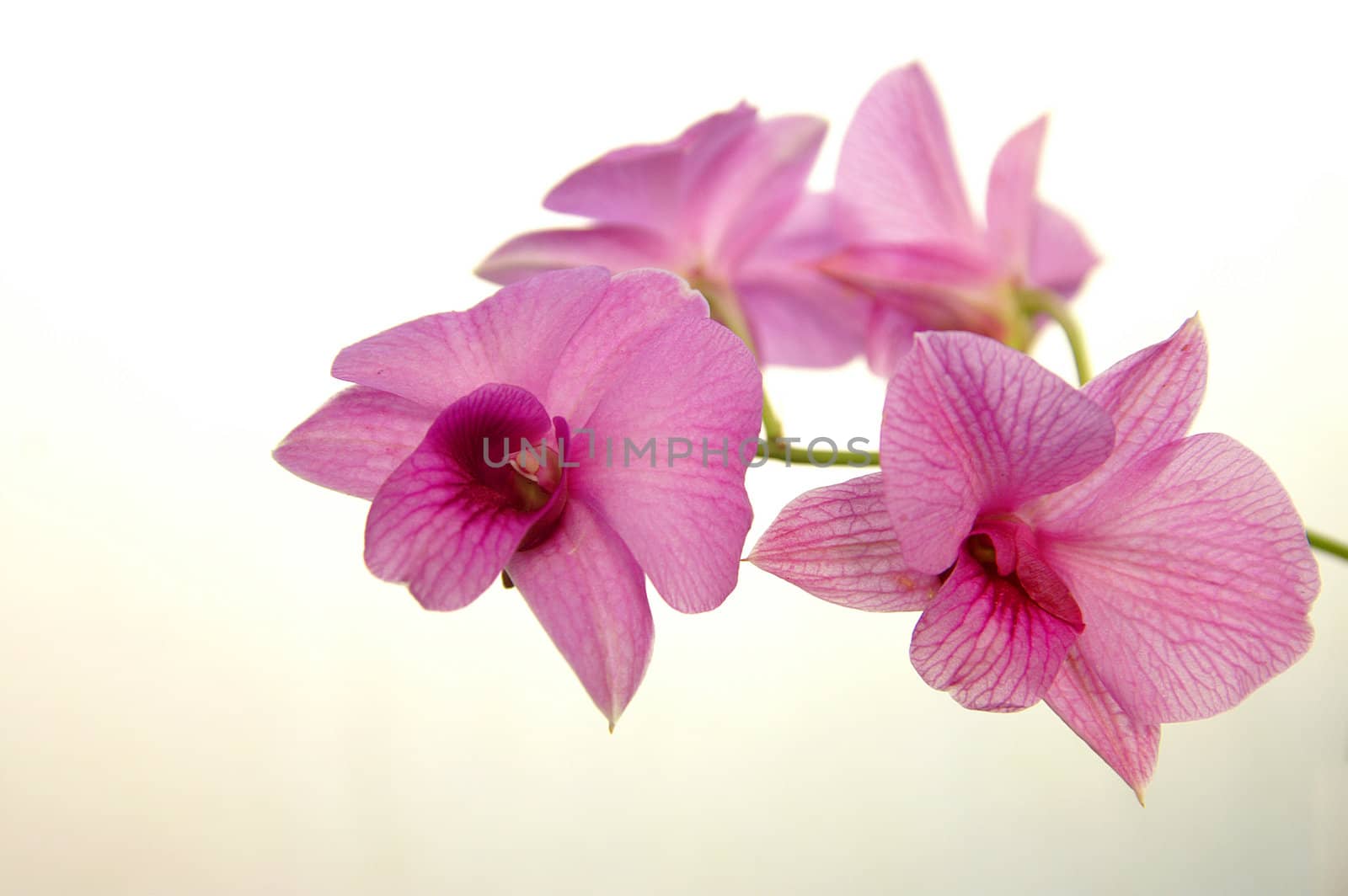 soft orchid background