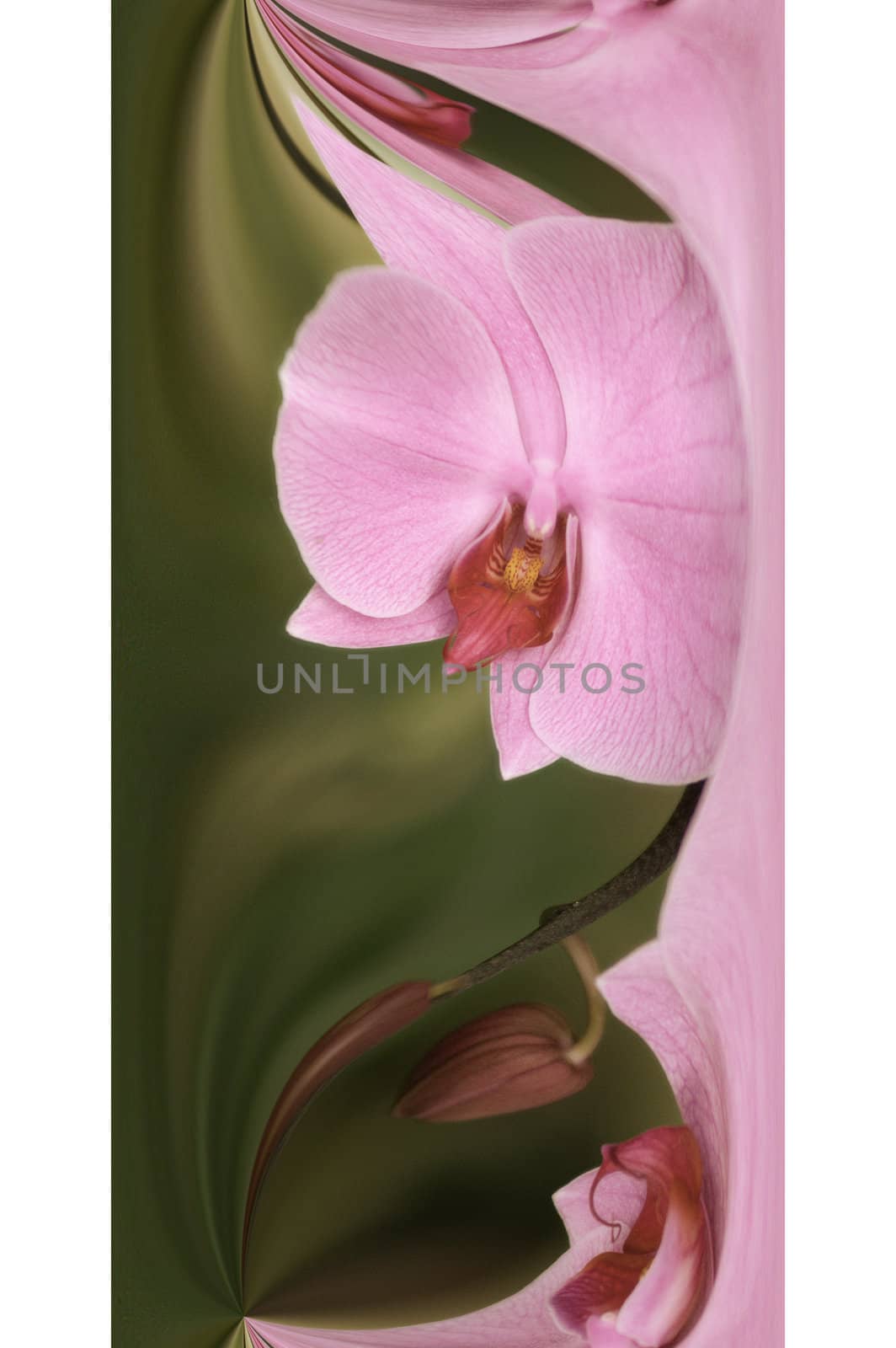 abstract orchid background