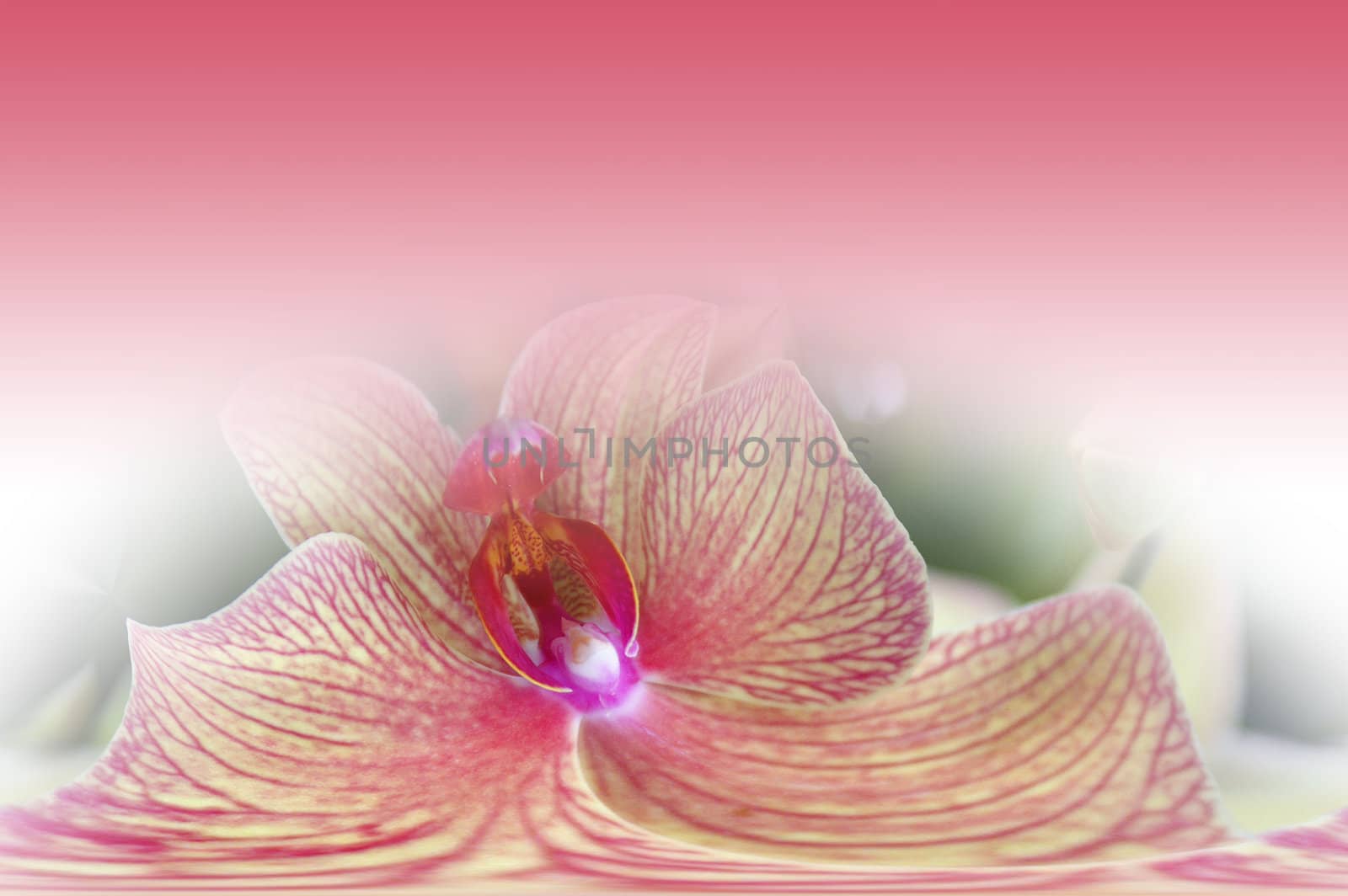 vintage orchid abstract pastel background