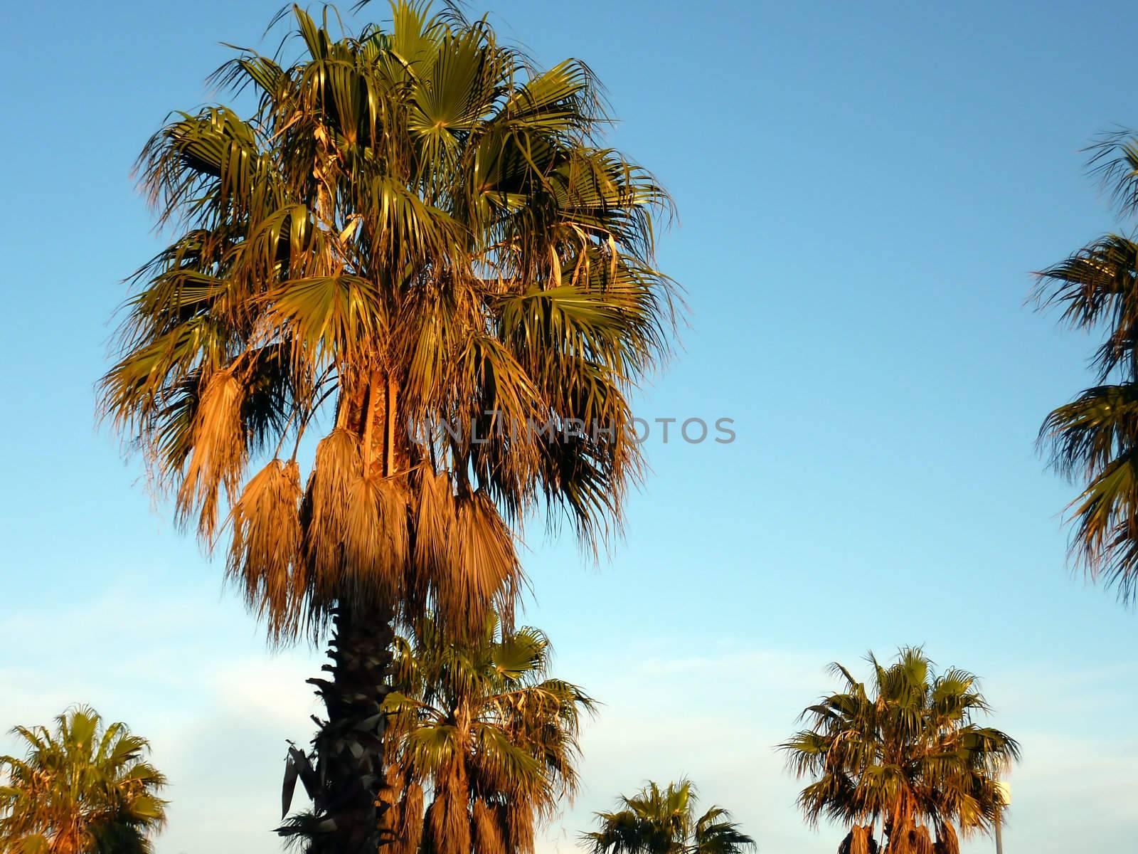 Many palm trees by sunset and beautiful weather