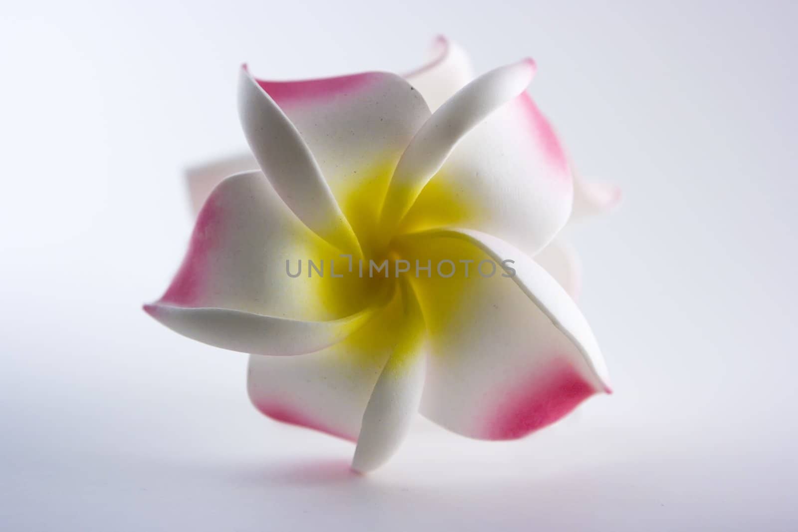 Artificial Hawaii flower on white background