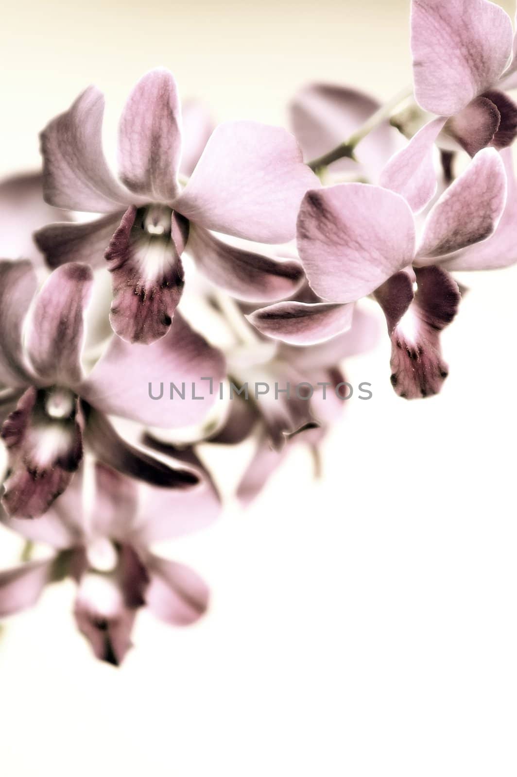 orchid abstract background