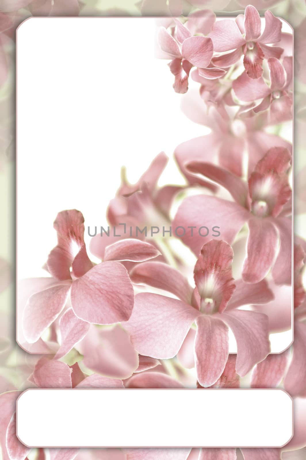 orchid pastel frame