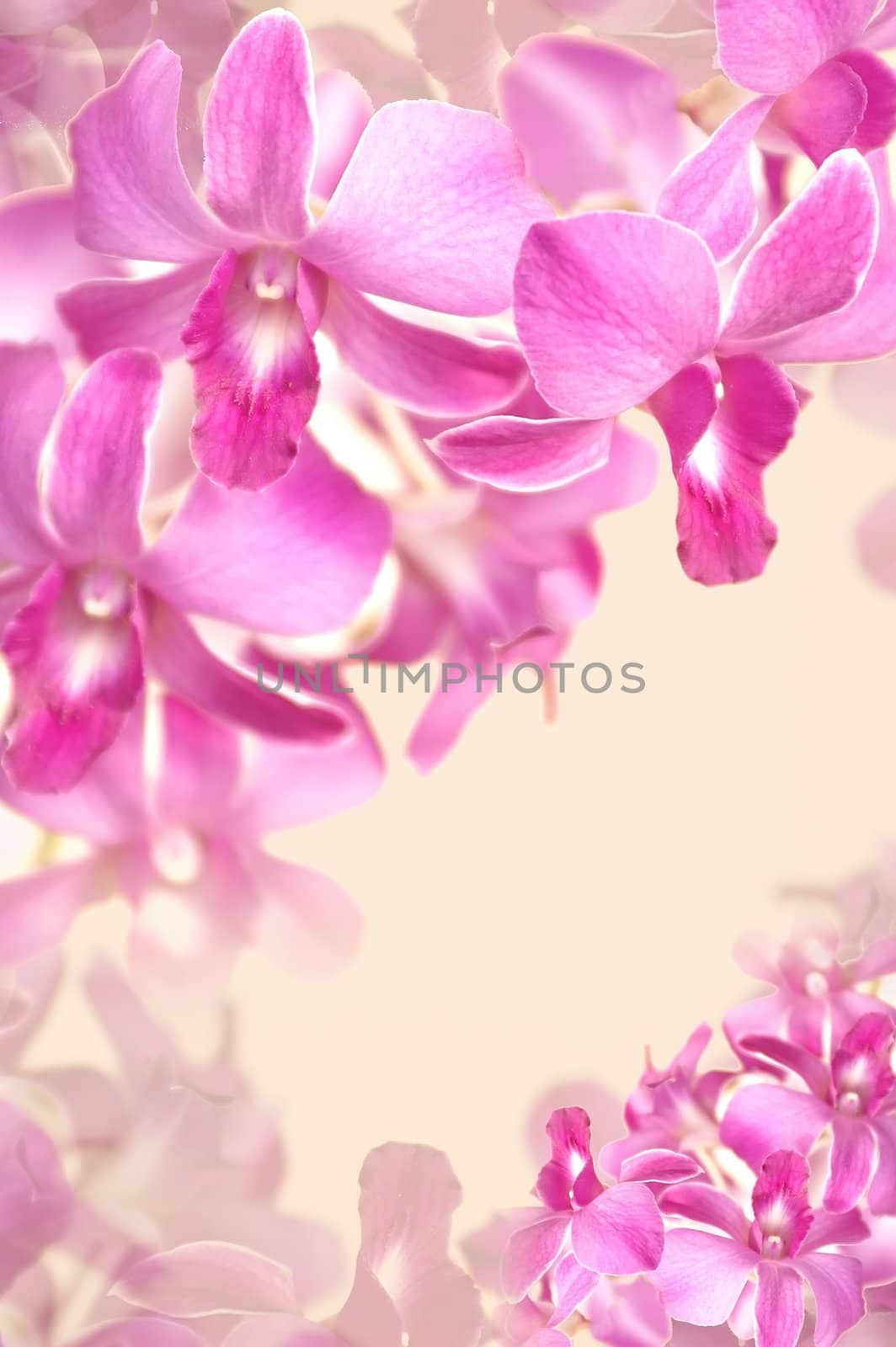 beautiful orchid abstract background