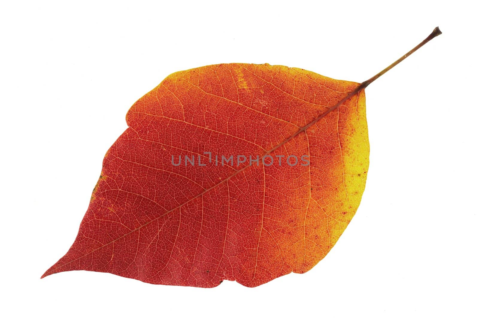 a macro picture of an orange and yellow fall leaf