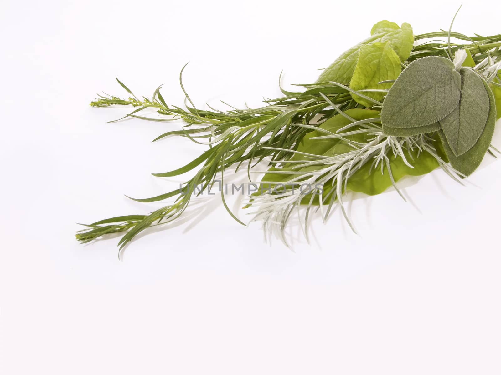 Fresh green kitchen herbs on white background