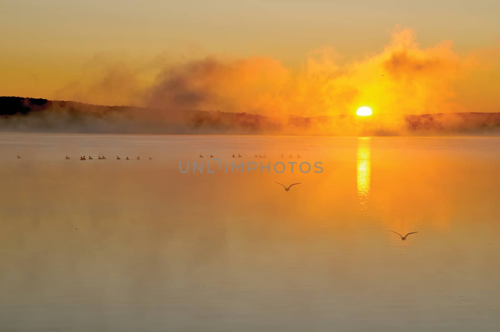 Misty sunrise on a lake, with bird silhouettes