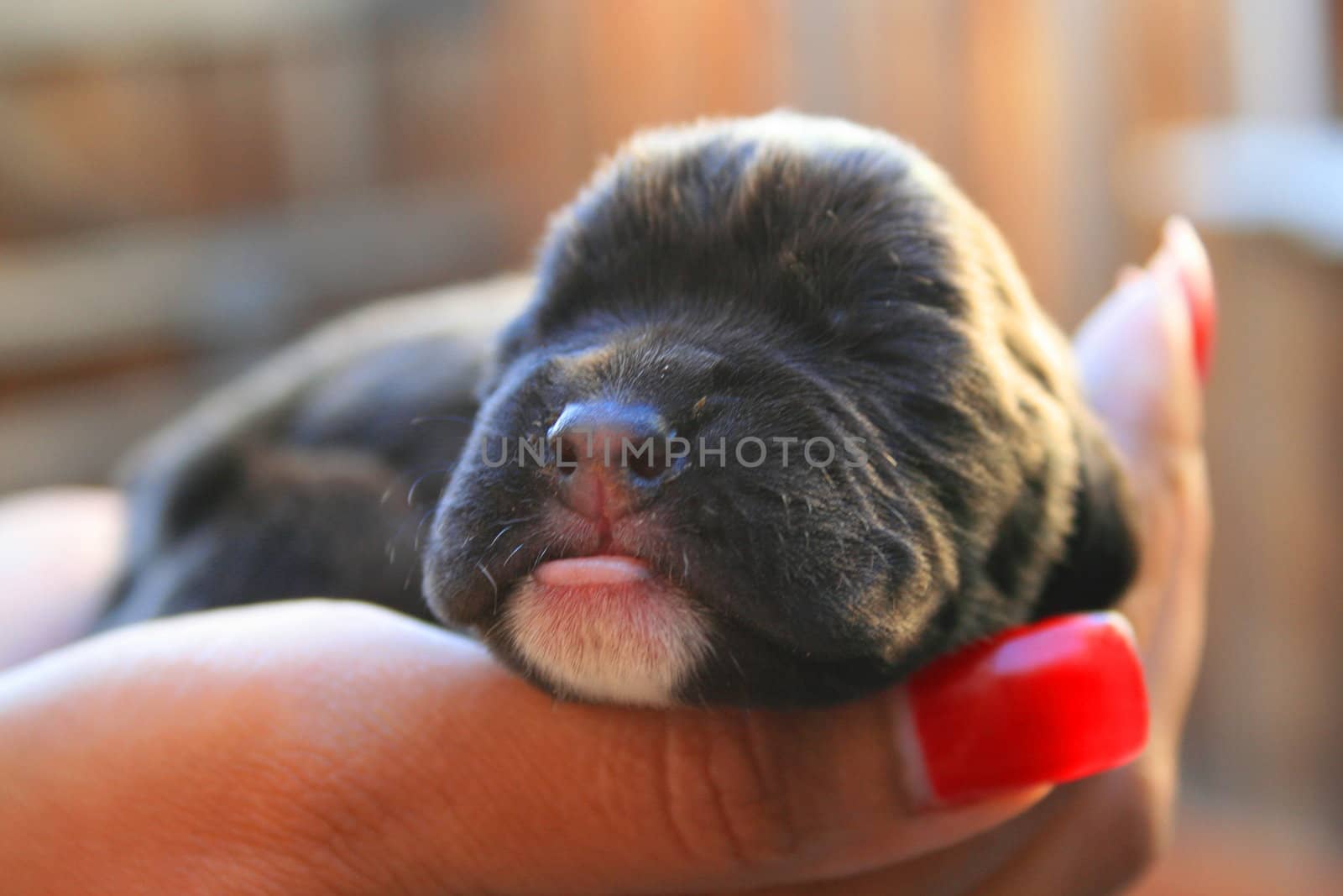 Close up of a newborn puppy.
