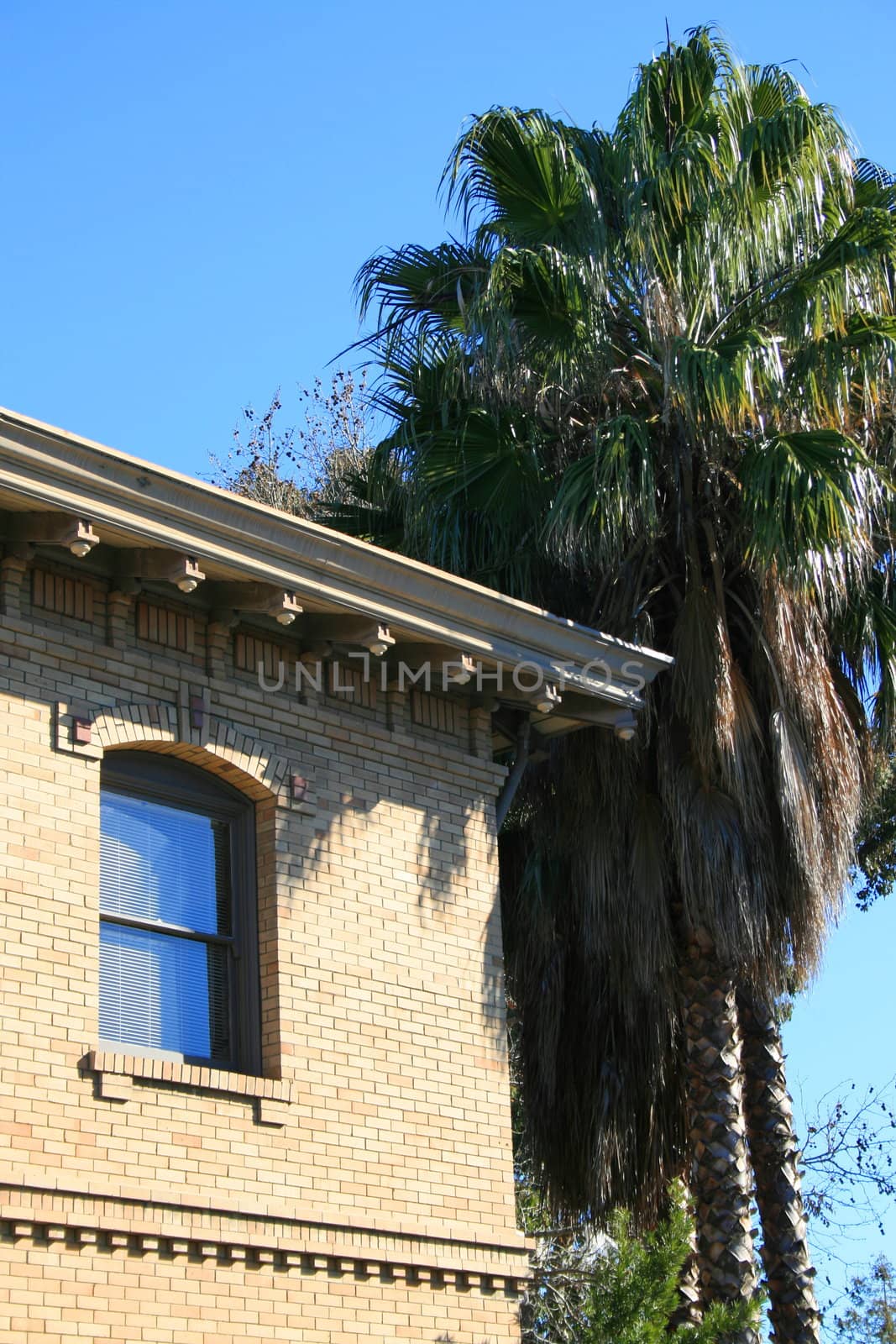 Old brick house next to tropical palm trees.
