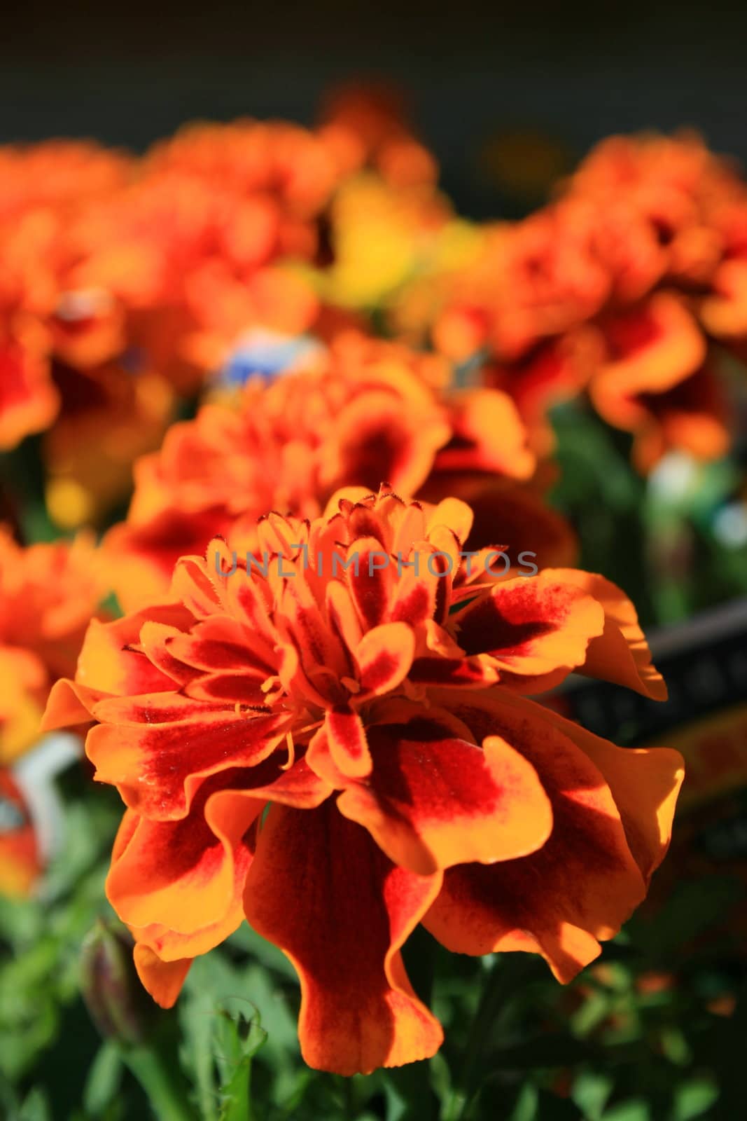 Orange marigold flowers close up in a garden.
