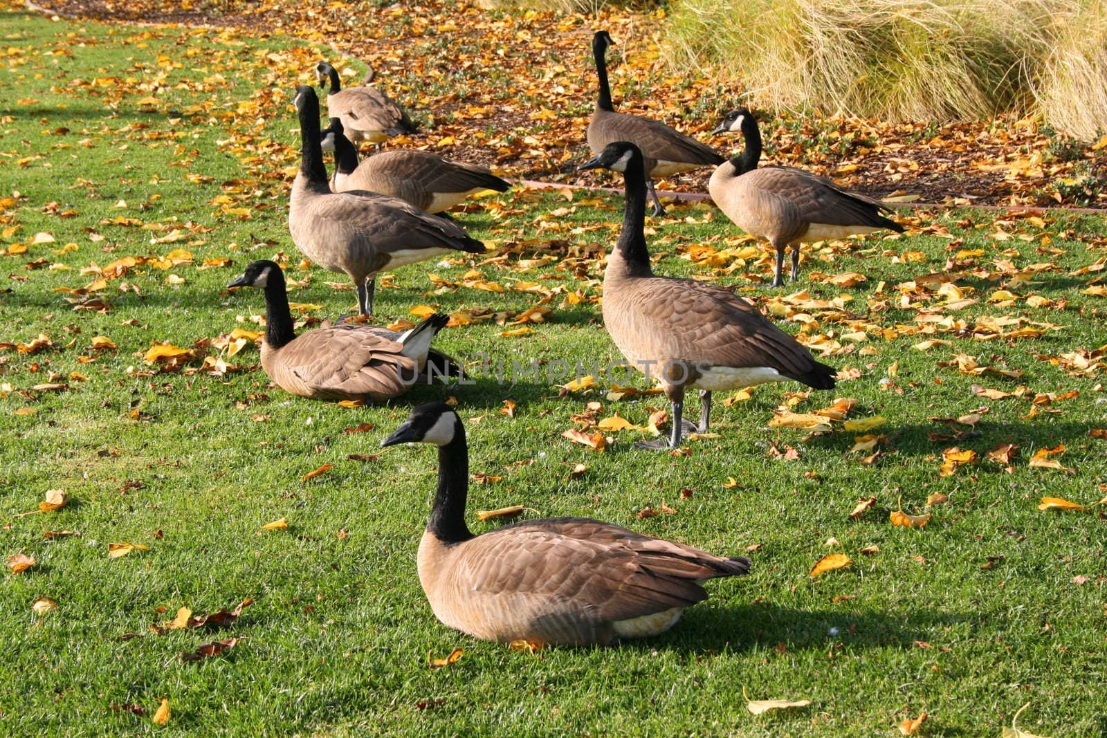 Pack of Canadian geese resting on a grass on a sunny day.