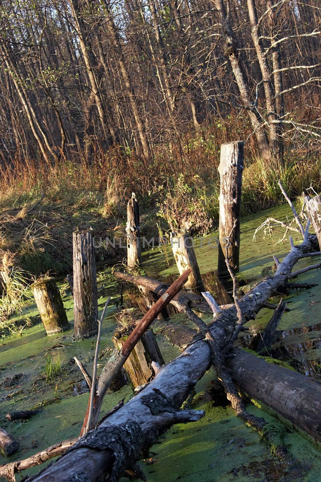 Remains of old bridge on abandoned forest road