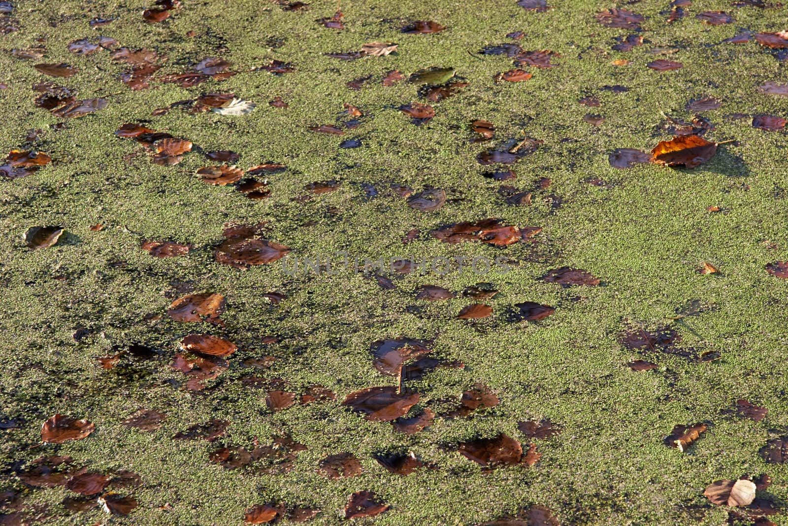 Pond surface with duckweed and fallen leaves