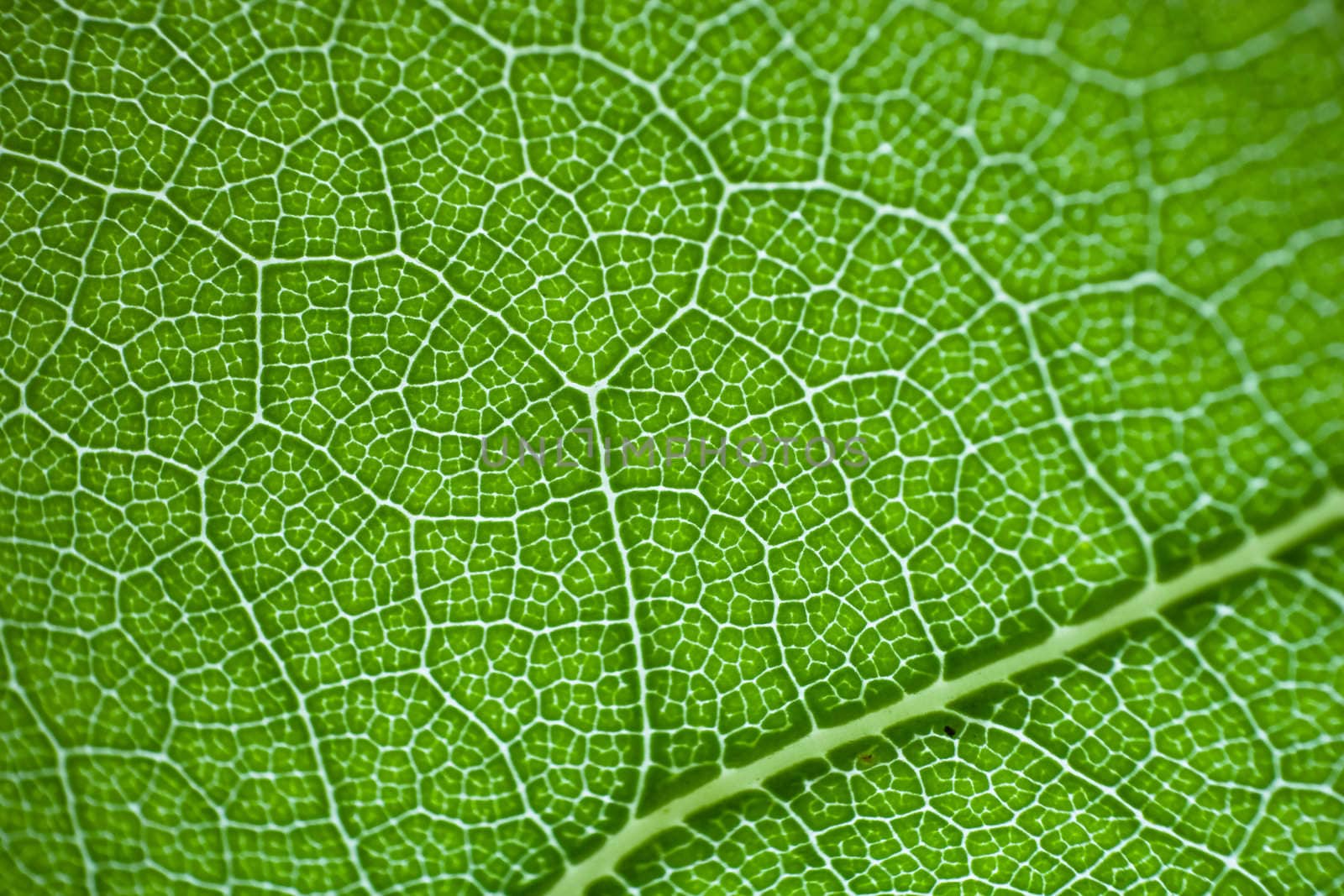 green fresh leaf details macro