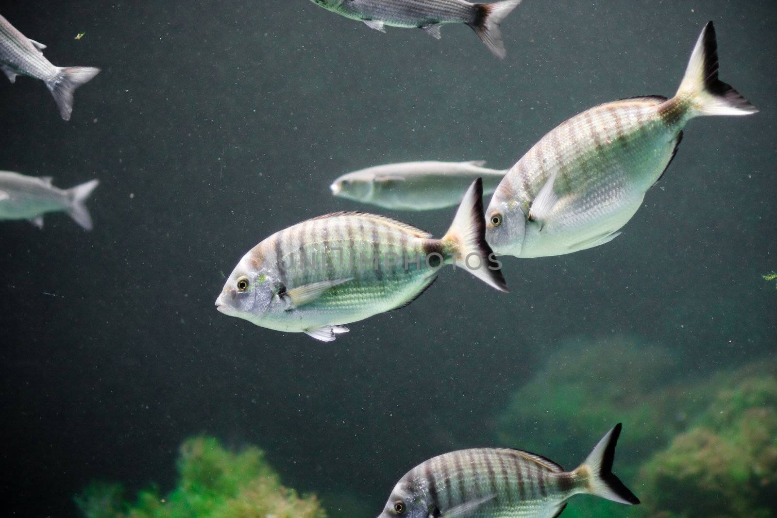 under watter world with animals like fish