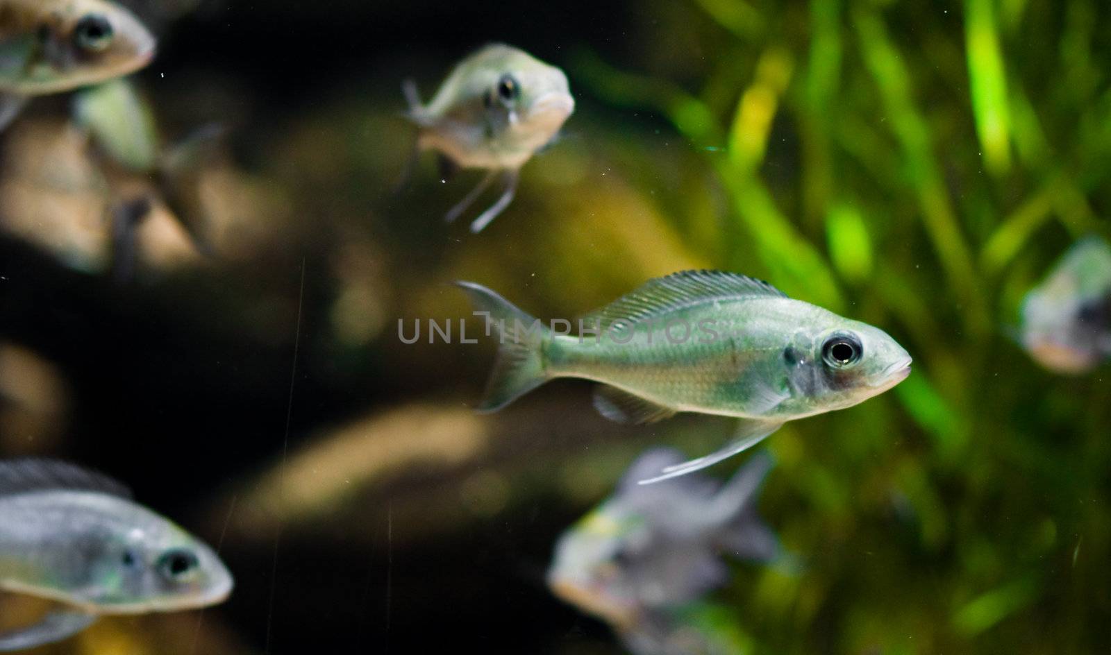 under watter world with animals like fish
